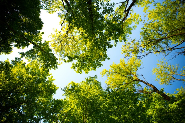 green trees in parks in brentwood